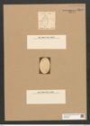 Diatomeae indet. Zeichnungen Sammlung Grunow Nr. 5822 (NHMW-BOT-W0374245)